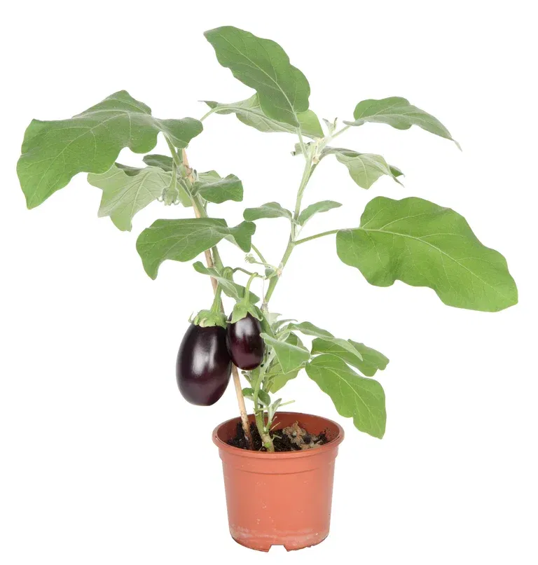 Ready Aubergine 14 cm