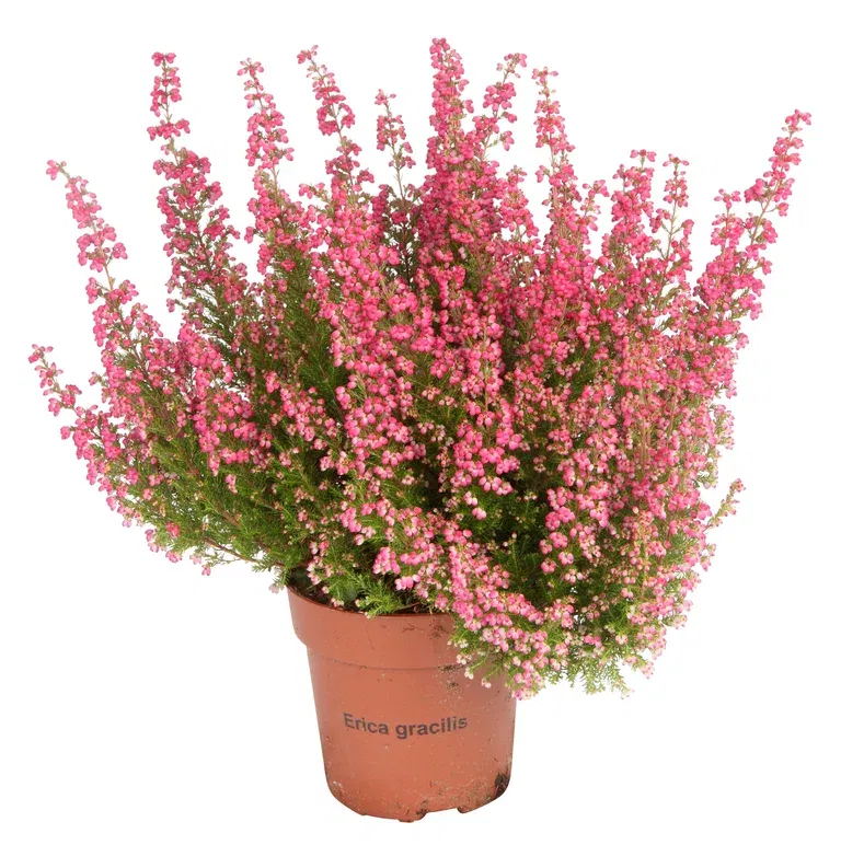 Erica gracilis Red 11 cm