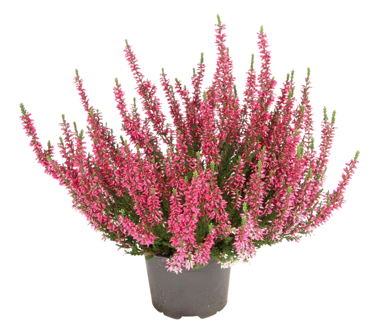 All N. Calluna Pink 12 cm