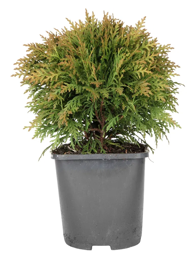 Thuja occidentalis 'Danica' 15-20cm 17cm