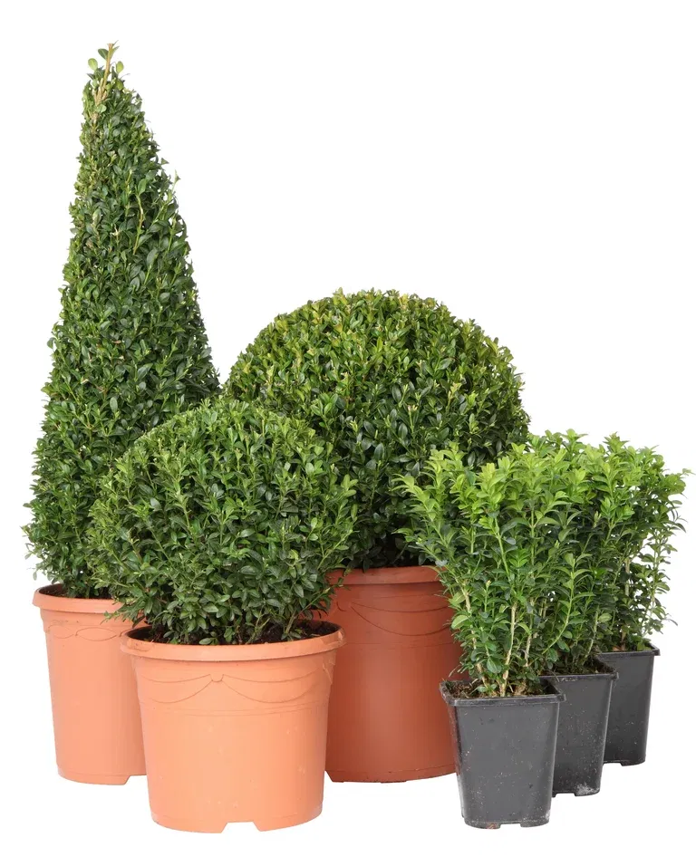Buxus sempervirens pyramid 55cm+ 4L