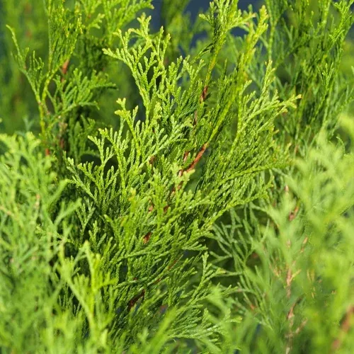 Thuja occidentalis Golden Smaragd 25-30cm 17cm