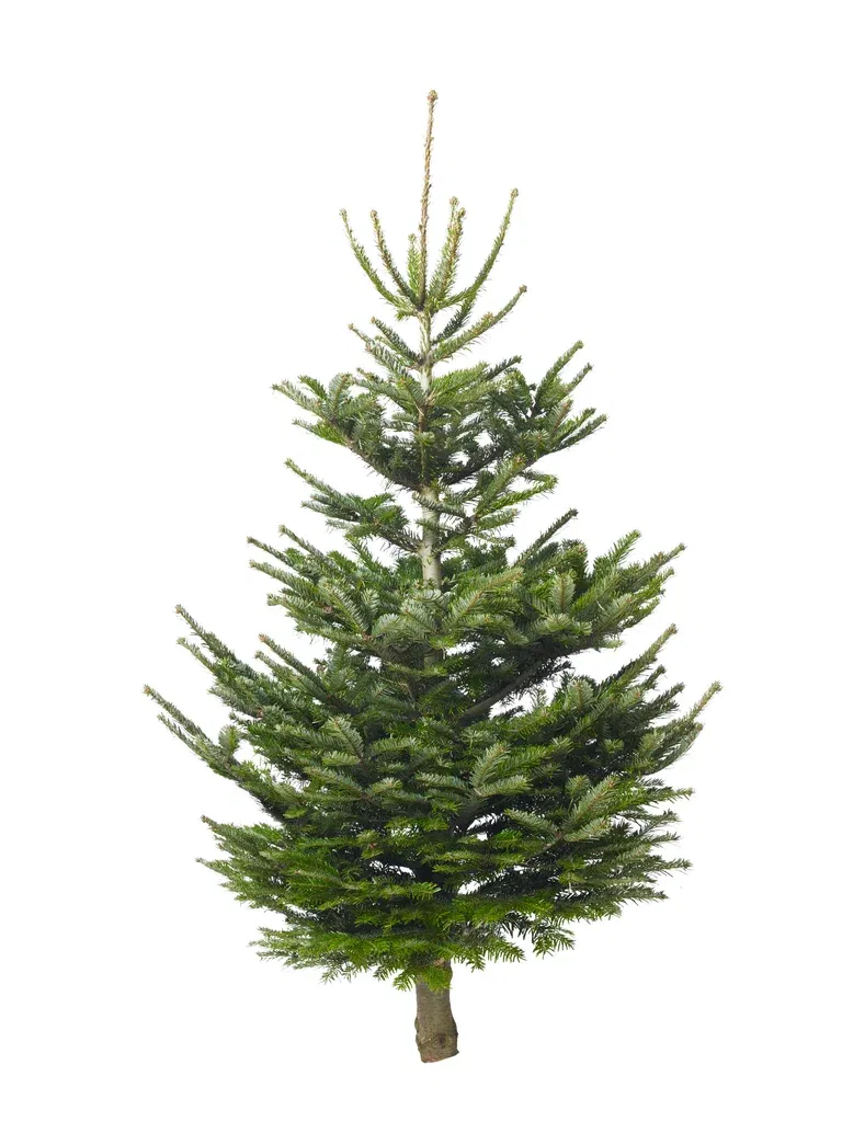 Abies Nordmanniana 170-220 cm