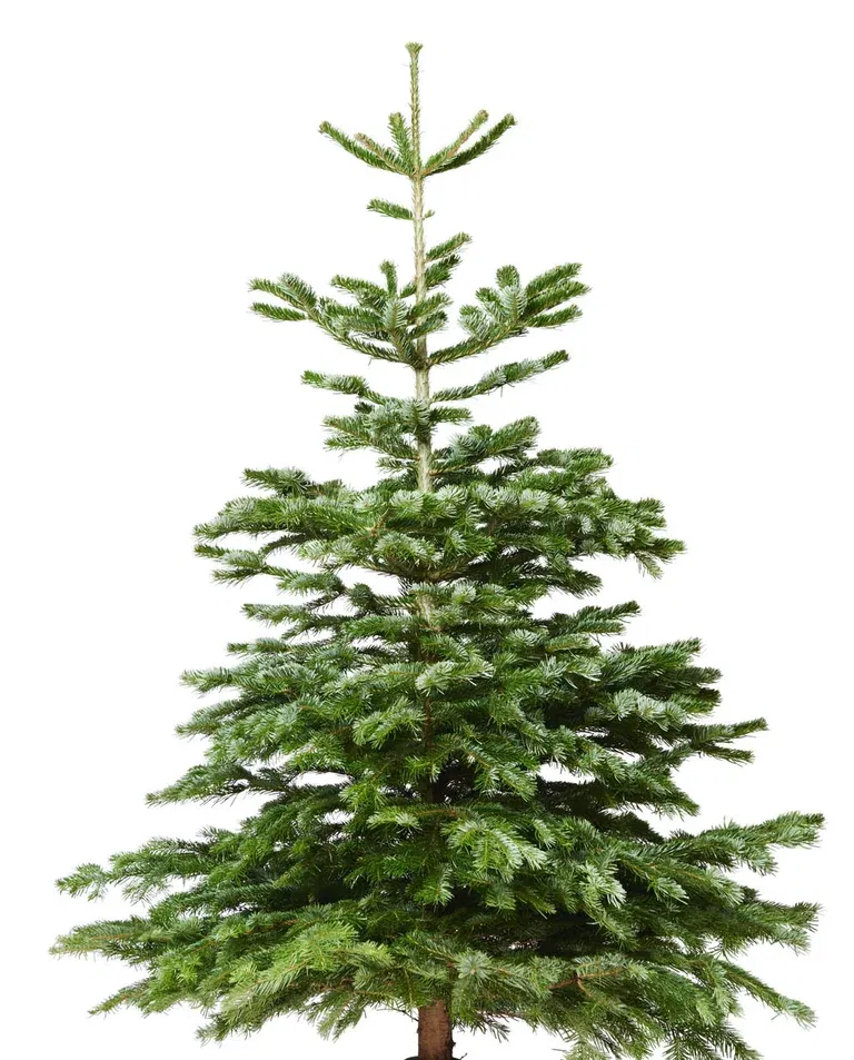 Abies Nordmanniana 220-260 cm