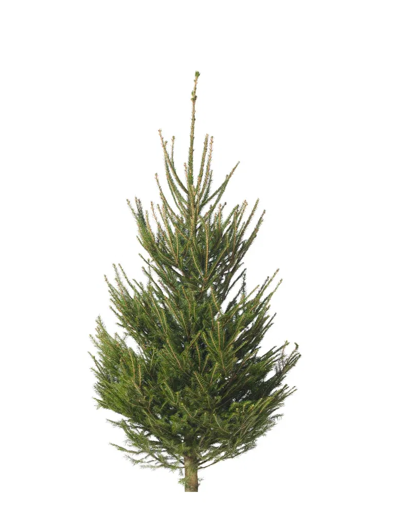 Picea abies 170-220 cm