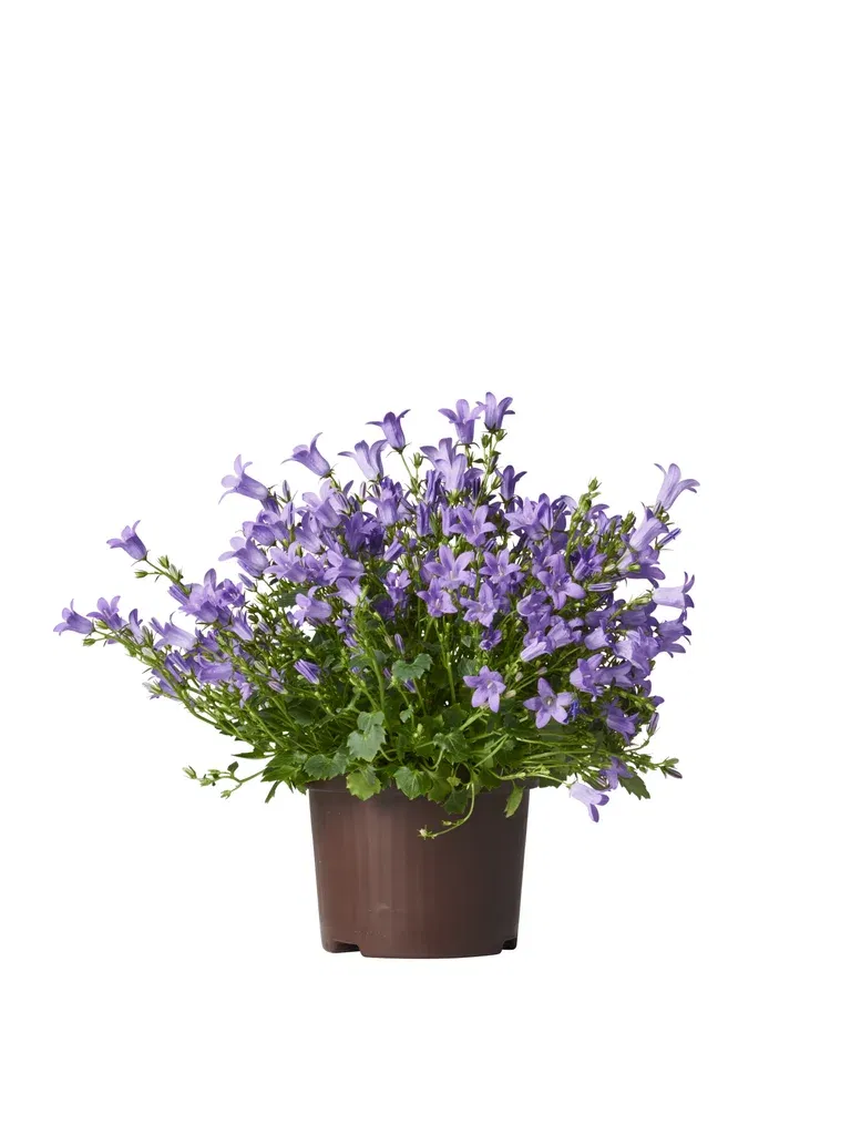 All N. Campanula 'Get MEE' Blue 10,5 cm