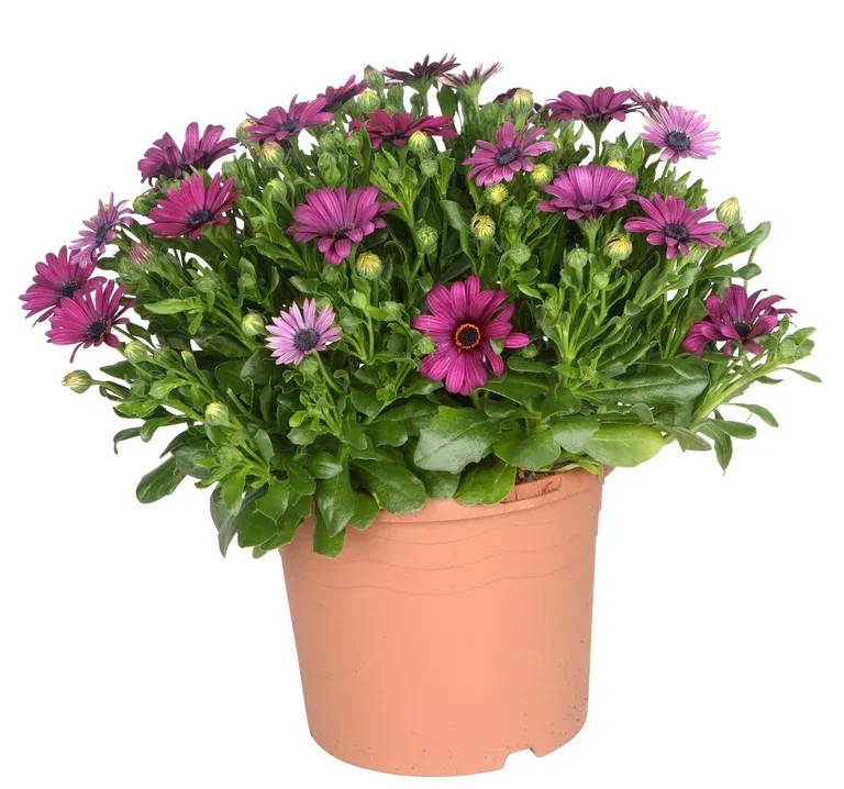 Osteospermum 21 cm