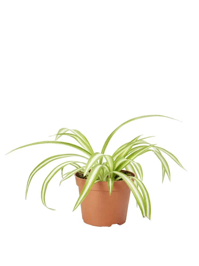 Chlorophytum Variegata 6 cm