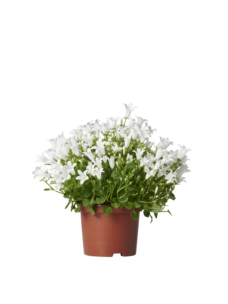 Campanula 'Get MEE' White 10,5 cm