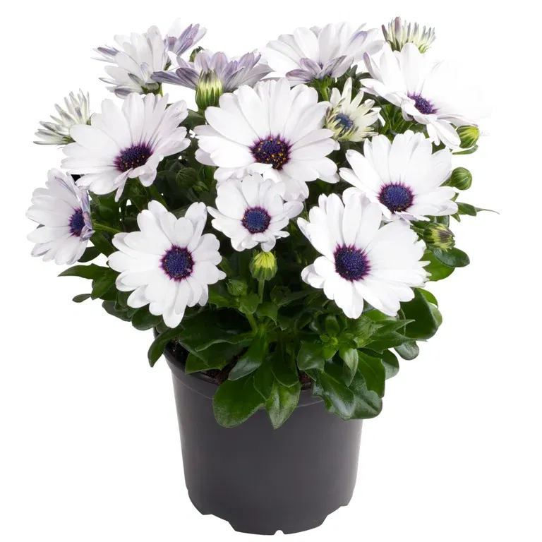 Osteospermum White 11 cm
