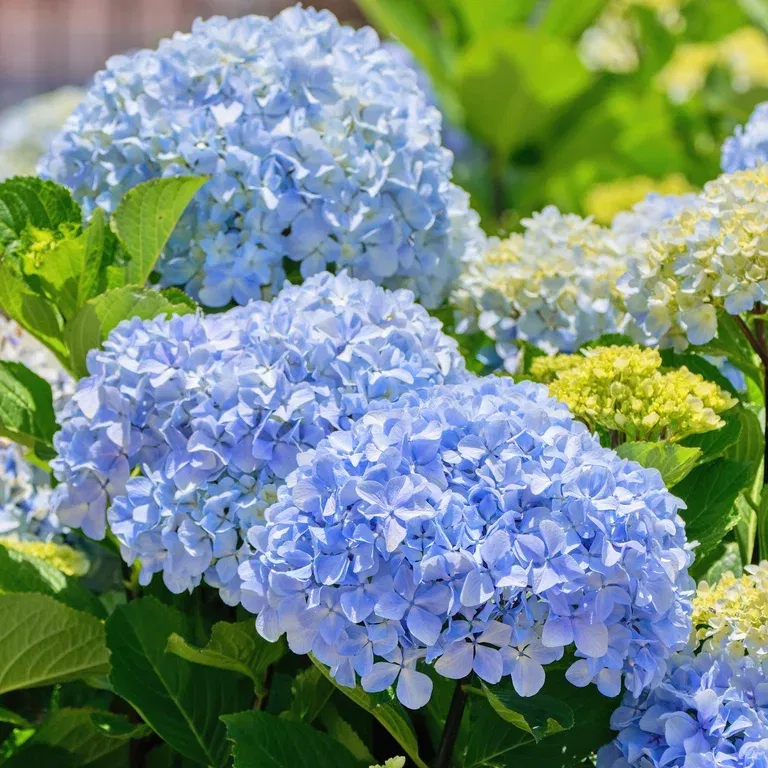 Hydrangea macrophylla Blue 29cm