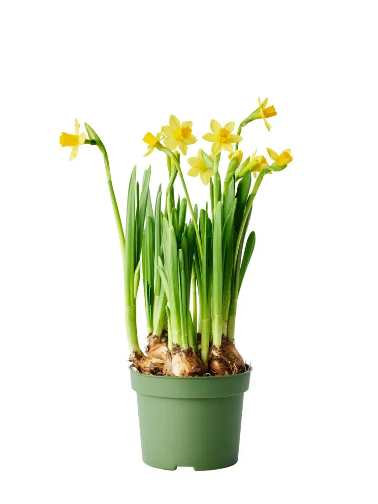 Narcissus 'Tete a Tete' 12 cm