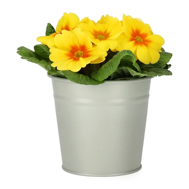 Primula vulgaris Yellow 10,5 cm