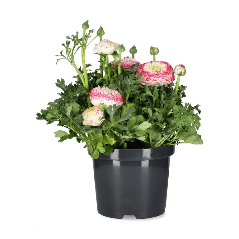 Ranunculus a. ‘Sprinkles Pink Bicolor' 19 cm