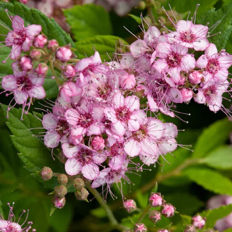 Bjørkebladspirea PINK SPARKLER