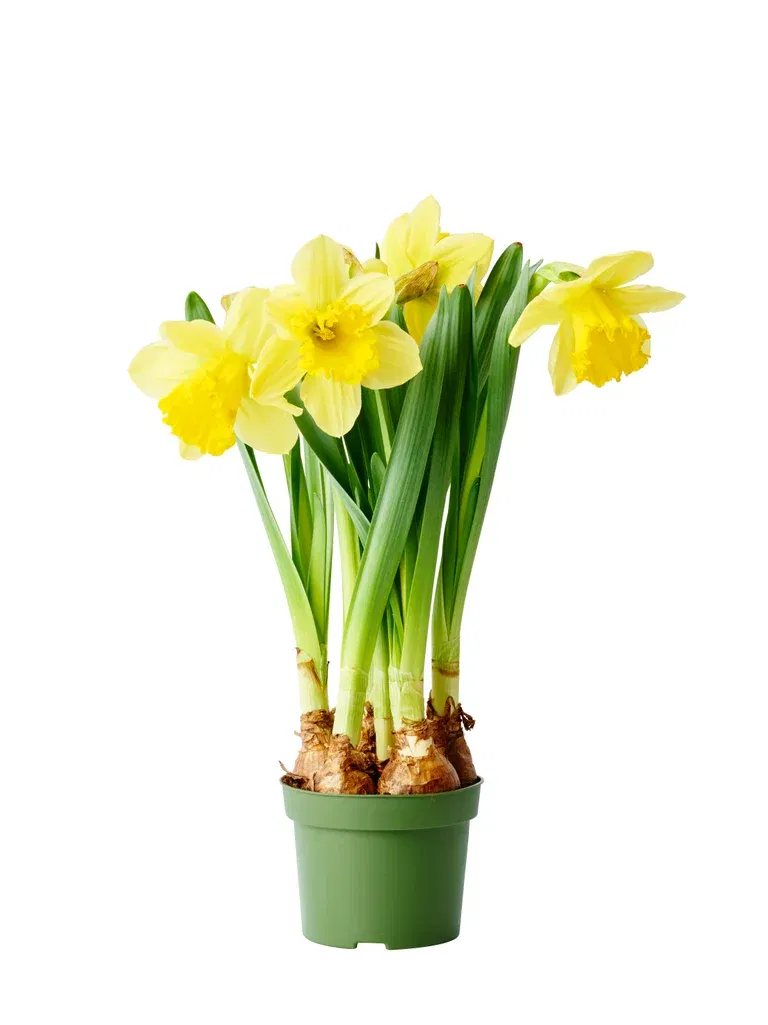 Narcissus 'Carlton' 13 cm