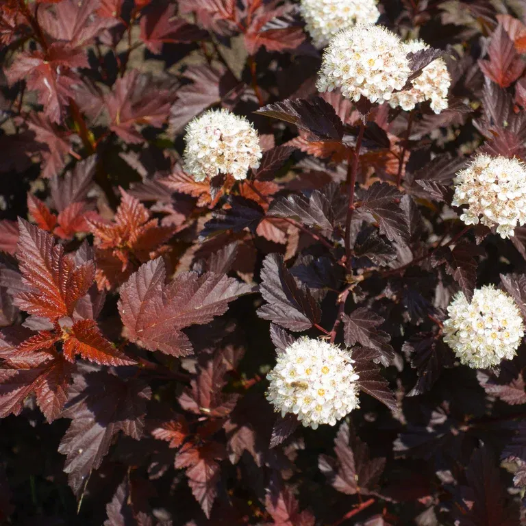 Physocarpus opulifolius ALL BLACK 40-60cm 22cm