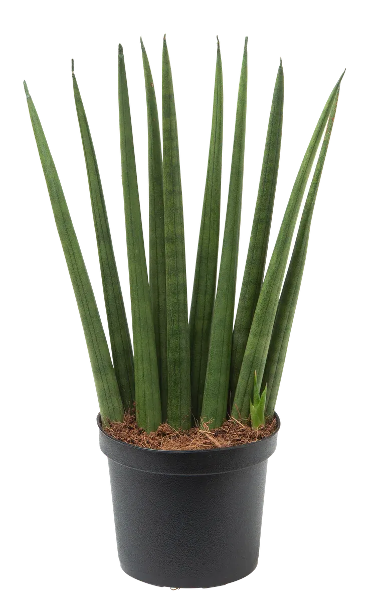 Sansevieria cylindrica 'Rocket' 9 cm