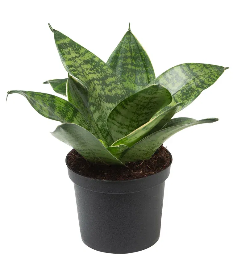 Sansevieria trifasciata 'Hahnii' 9 cm