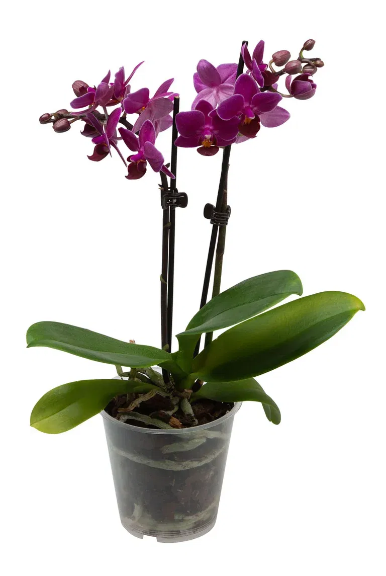 Phalaenopsis