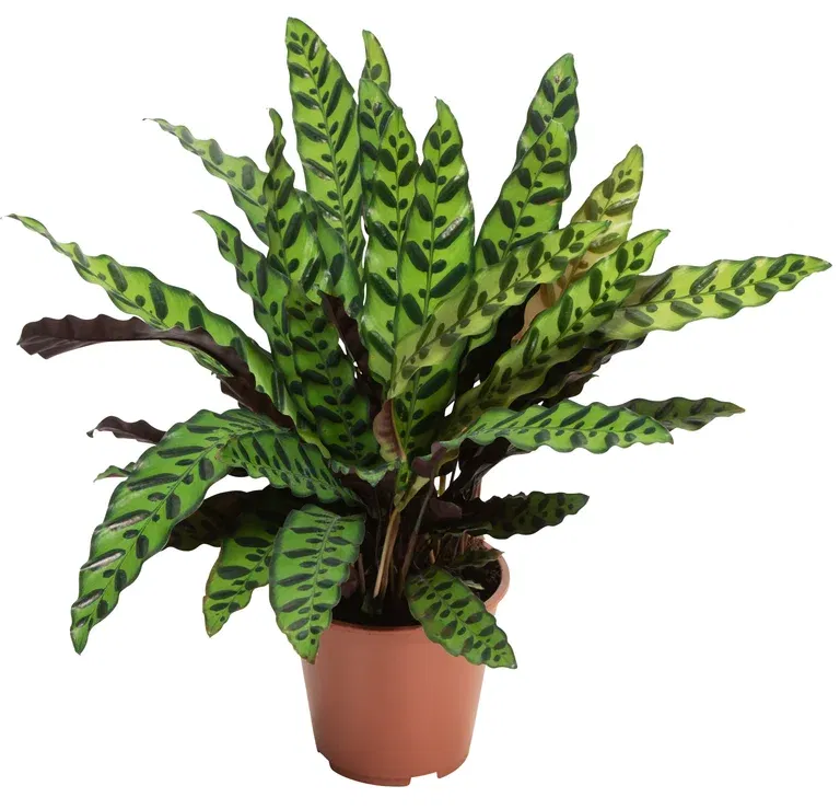Calathea lancifolia 'Insigne' 19 cm