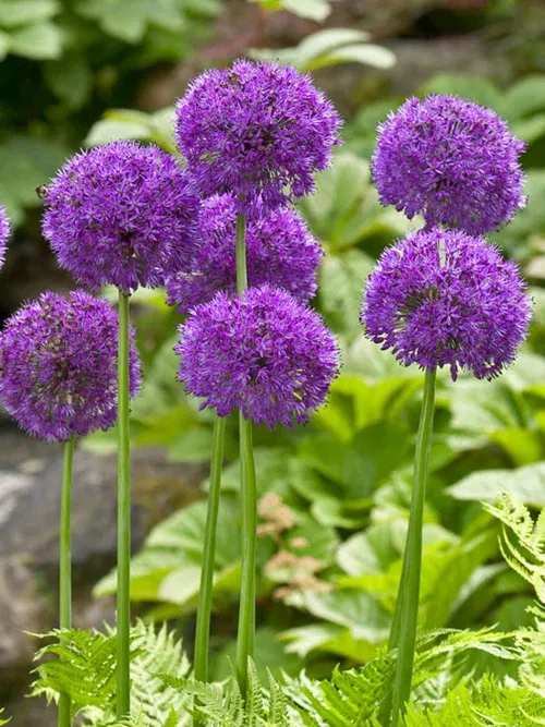 Allium Purple Sensation 10/12