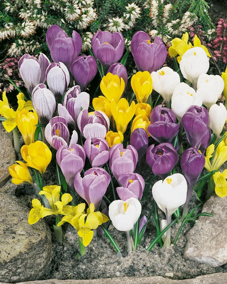 Crocus Krokus Largeflowering M