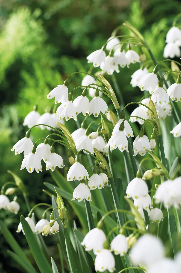 Misc. Leucojum Gravetye Giant