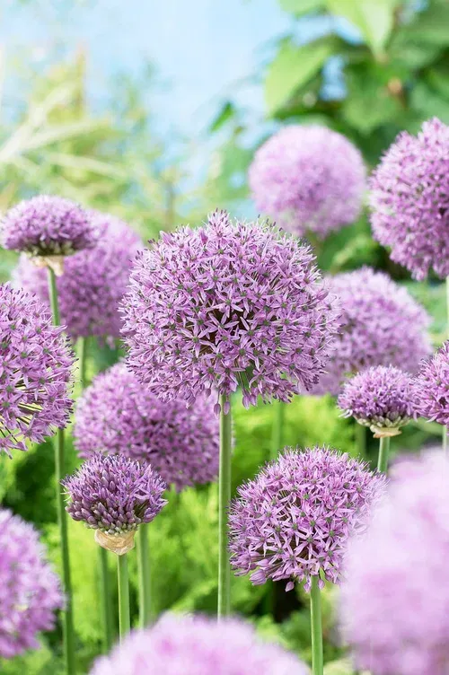 Allium Gladiator 20/22 purple