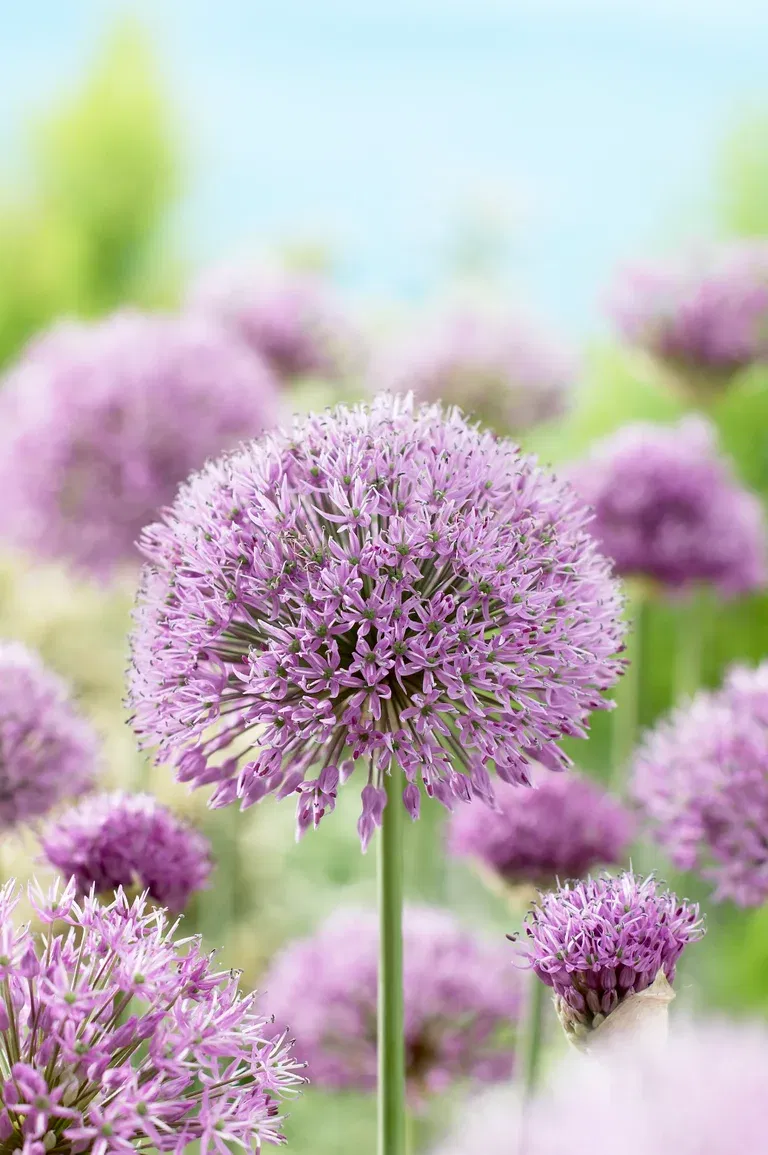Allium Aflatunense 10/12 purpl