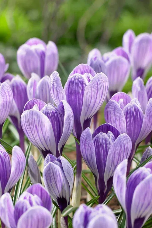 Crocus King of the Striped 8/9