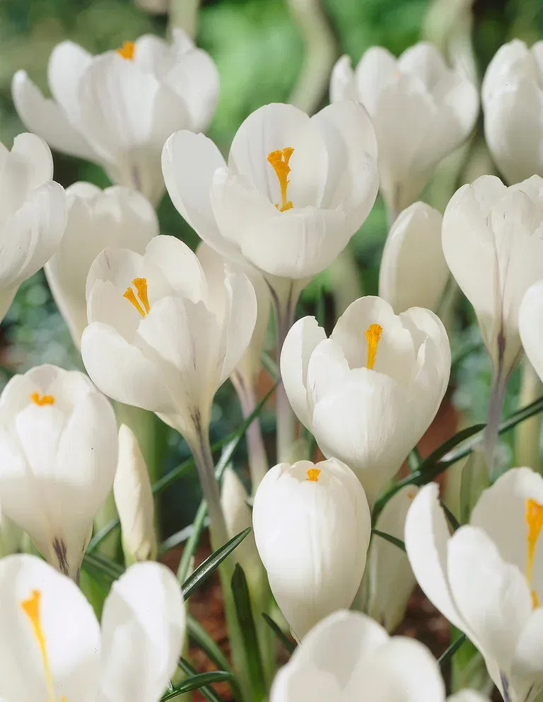 Crocus Jeanne D'Arc 8/9 white