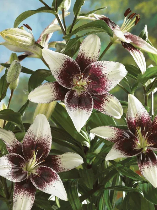 Lilium Tango Capuchino 16/18 w