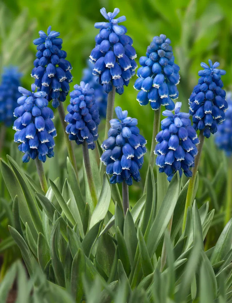 Misc. Muscari Dark Eyes 6/  pu