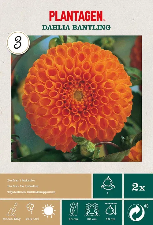 Dahlia Pompon Bantling