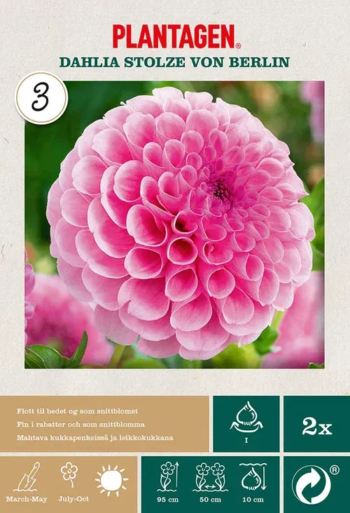 Dahlia Pompon Stolze von Berli
