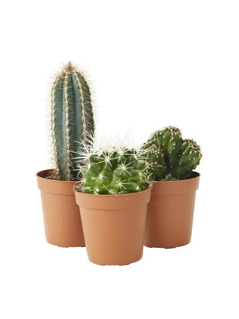 Cactus in varieties 6 cm