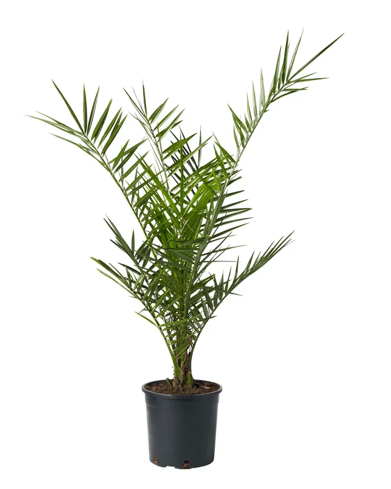 Phoenix canariensis 19 cm