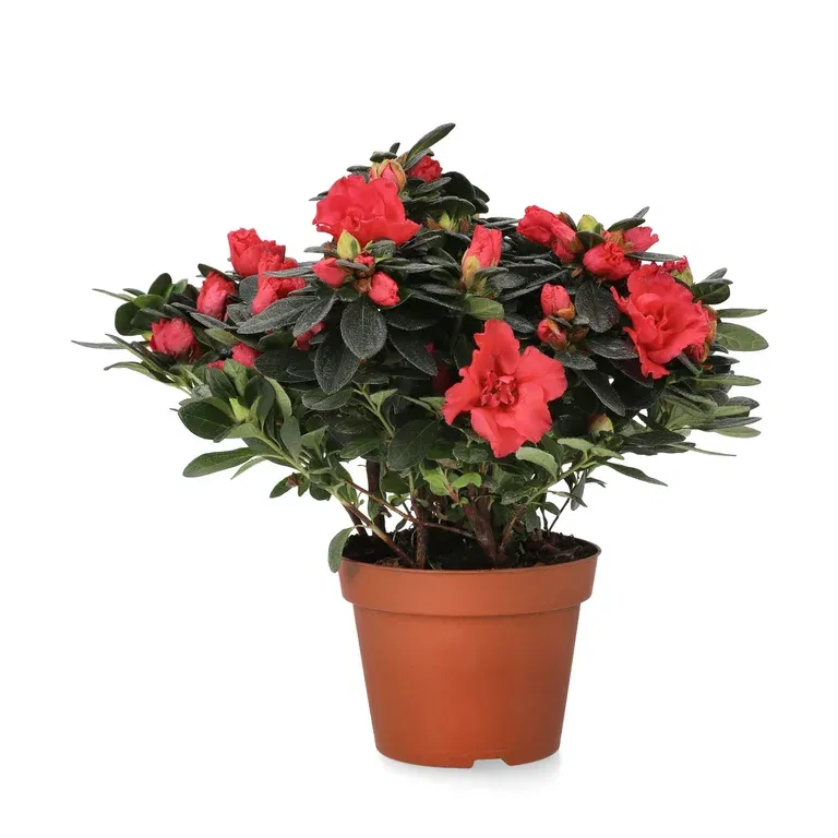 Rhododendron simsii Red 12 cm