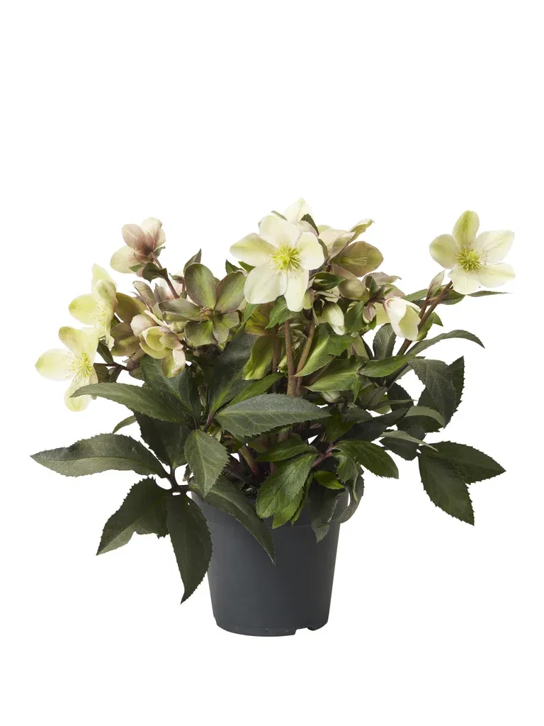 Helleborus BEAUTY PRINCESS 17 cm
