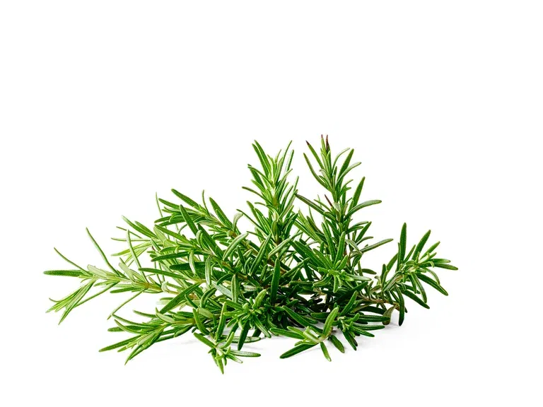 All N. Rosmarinus officinalis 12 cm