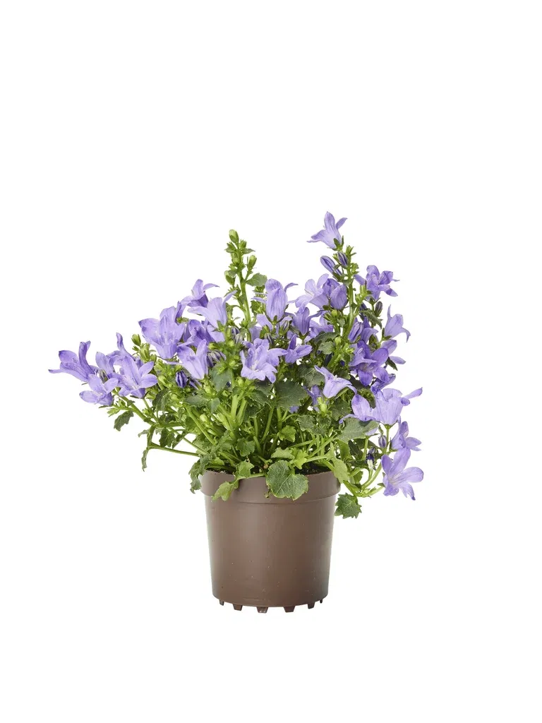 Campanula 'Get MEE' Blue 6 cm