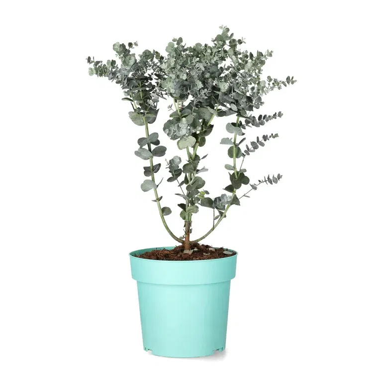 Eucalyptus g. 'Azura'® 15 cm