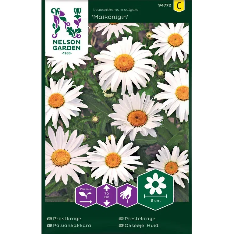 Prästkrage, Maikönigin, vit