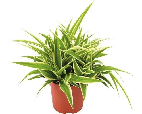 Chlorophytum comosum 'Ocean'