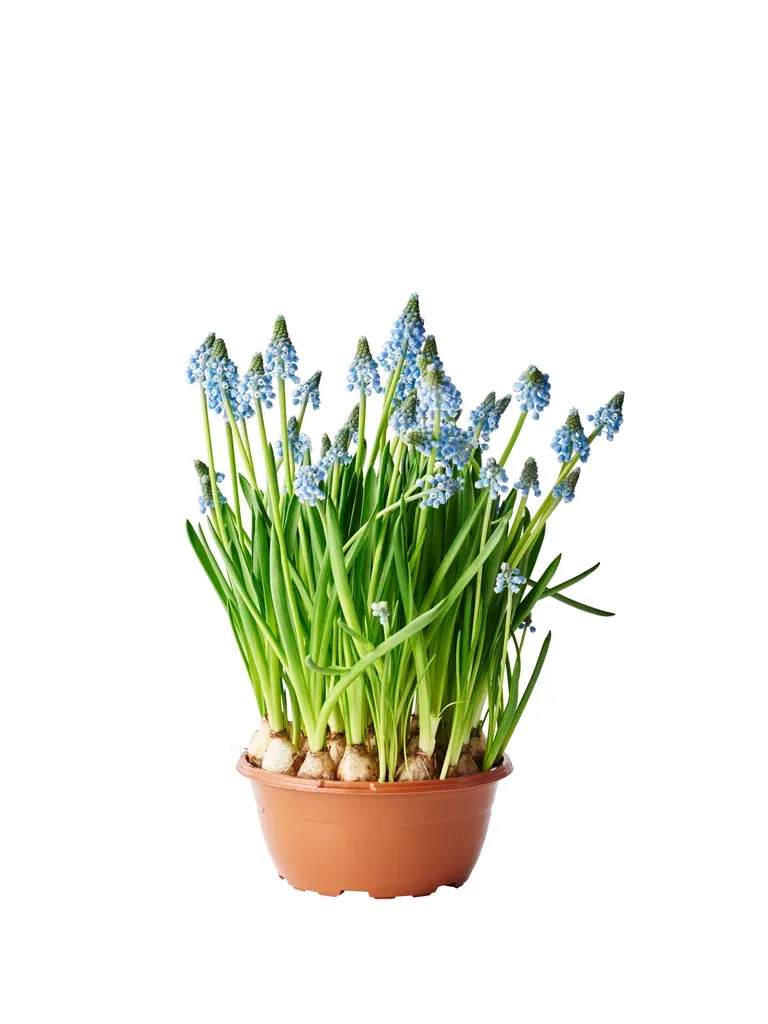 Muscari a. 'Big Smile' bowl 17 cm