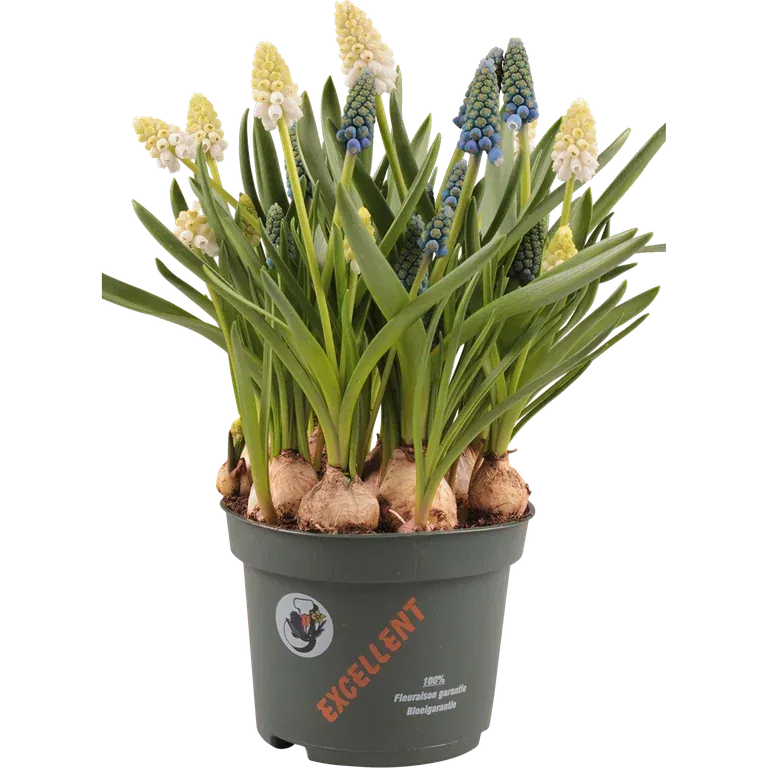 Muscari a. 'White & Blue' 12 cm