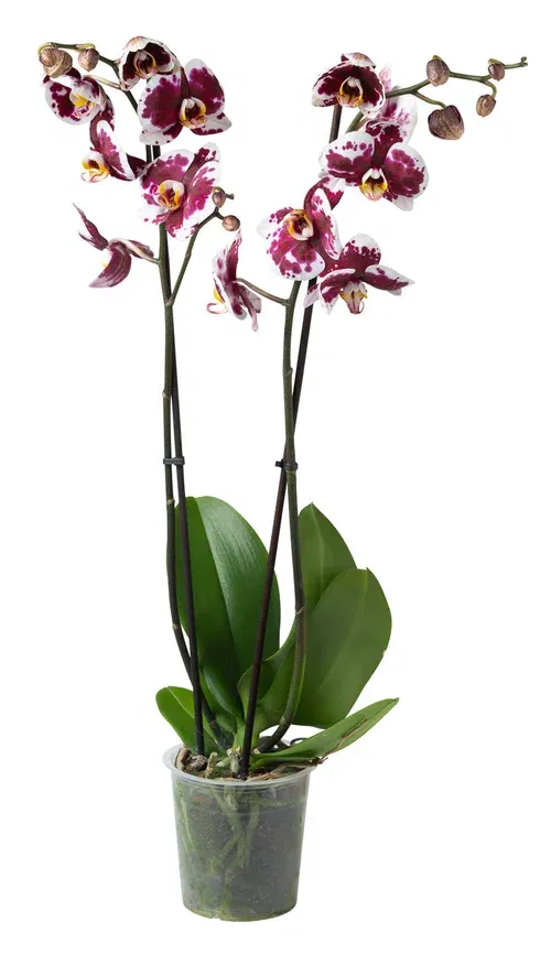Phalaenopsis 