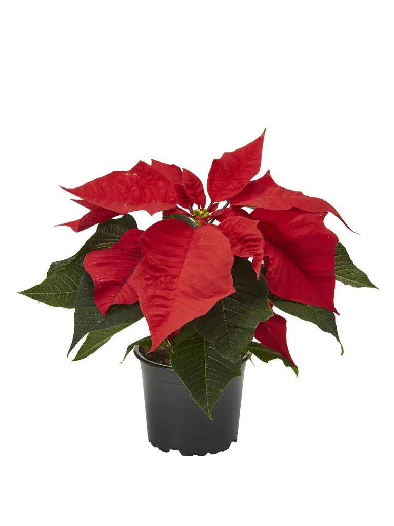 Euphorbia pulch. 1-br Red 10,5 cm