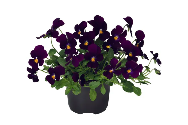 Viola small fl. Red 12 cm